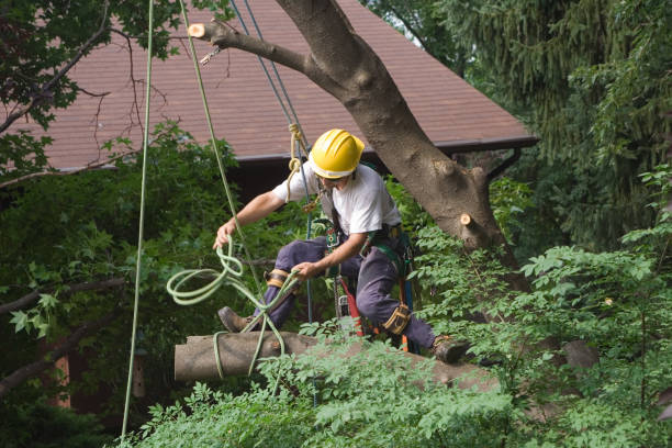 Tree and Shrub Care in Sebastian, FL